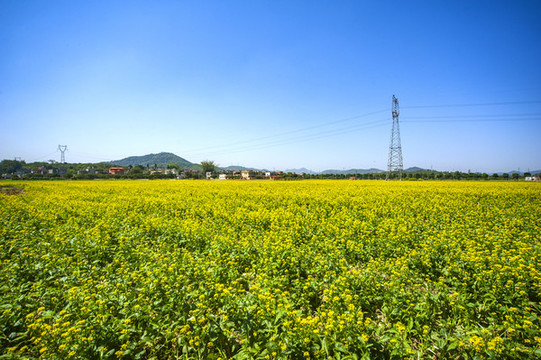 油菜花