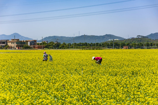 油菜花
