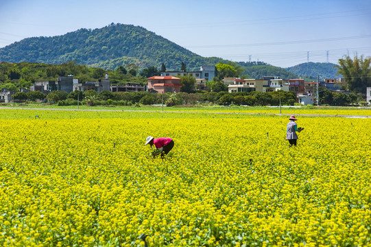油菜花