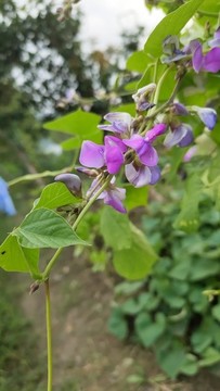 豆角花