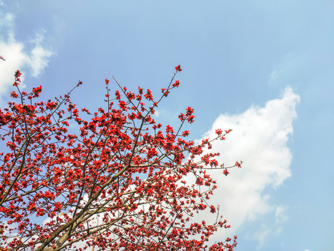 紅棉花木棉花