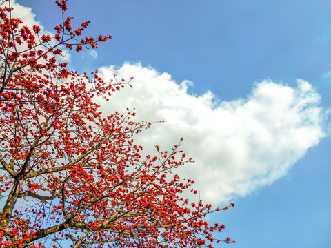 藍(lán)天紅花枝