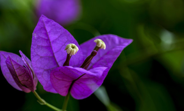 花草