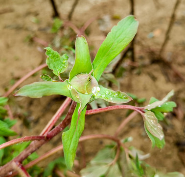 雛菊特寫