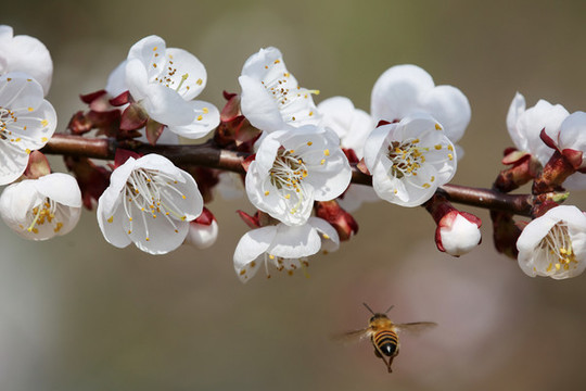 蜂戀花
