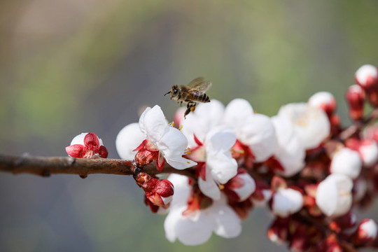蜂戀花