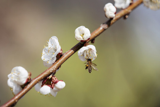 蜂戀花