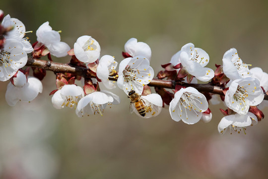 蜂戀花