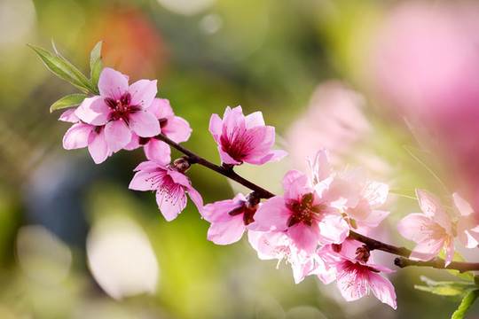 桃花