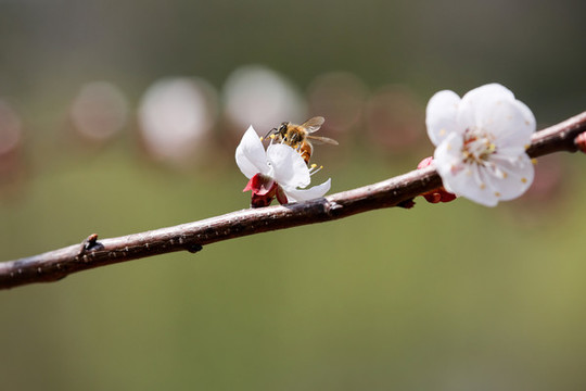 蜂戀花