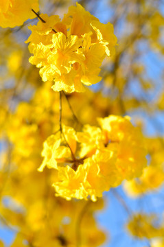 黃花風(fēng)鈴木