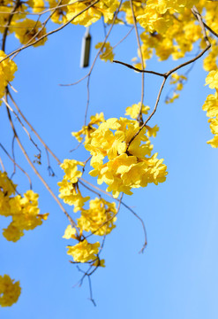 黃花風(fēng)鈴木