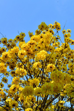 黃花風(fēng)鈴木