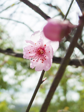 梅花