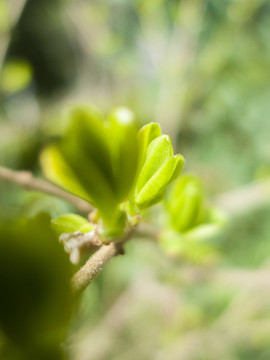 新芽