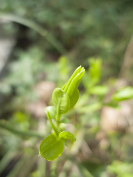 新芽