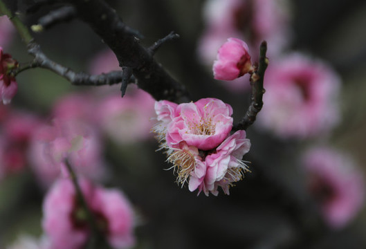梅花
