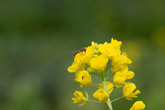 蜜蜂