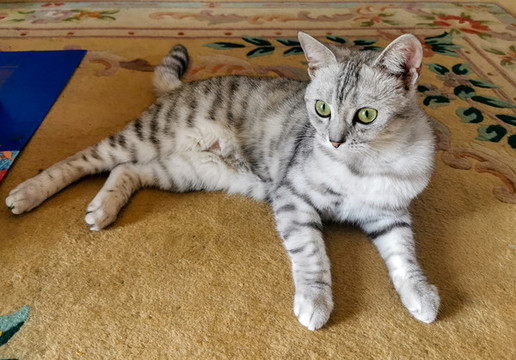 小貓咪