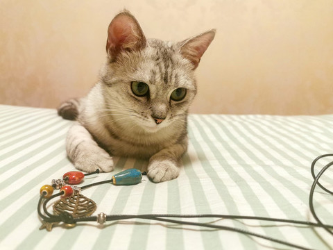 貓咪