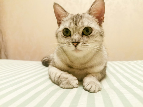 貓咪