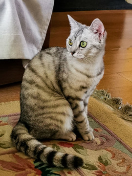 貓咪