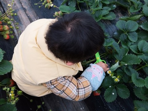 蹲著摘草莓的孩子