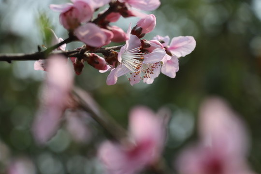 桃花
