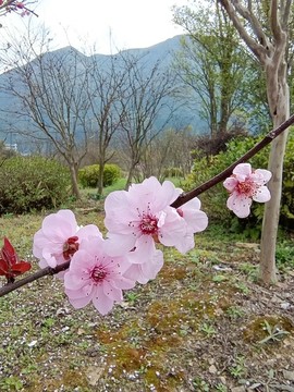 一枝桃花