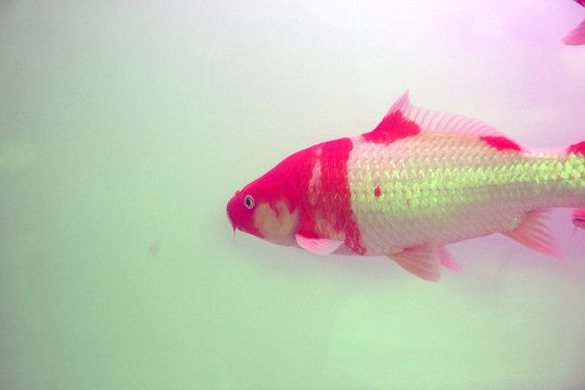 觀賞魚