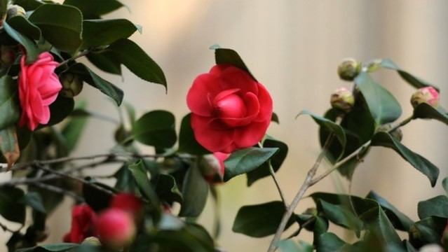 山茶花