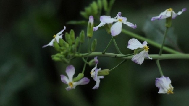 蘿卜花
