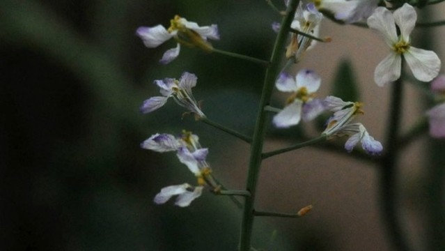 蘿卜花