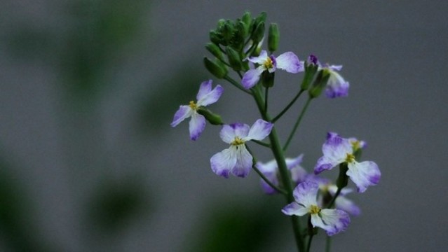 蘿卜花