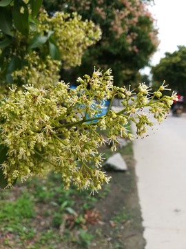 荔枝花