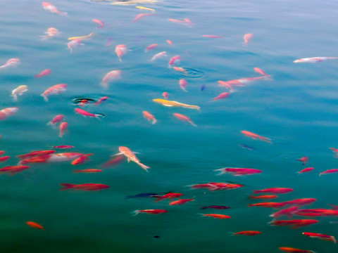 錦鯉魚群