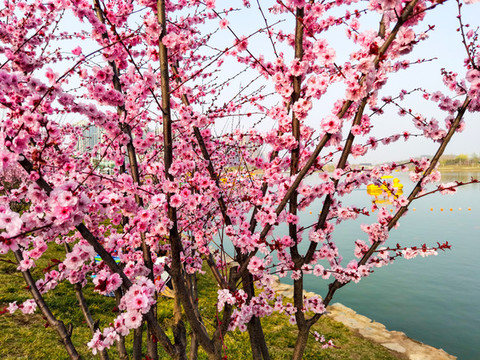 公園園林梅花