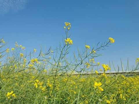 油菜花