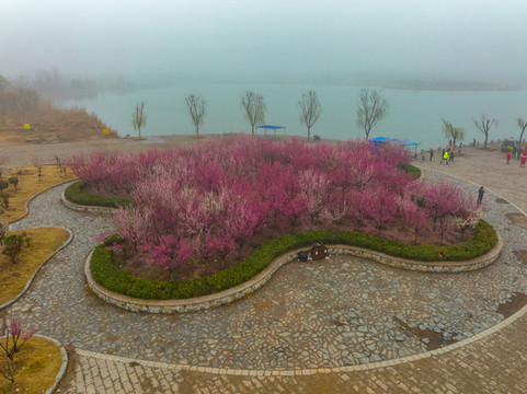 航拍龍湖濕地的梅花