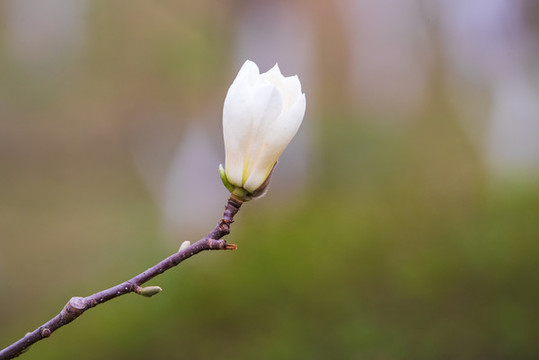 玉蘭花
