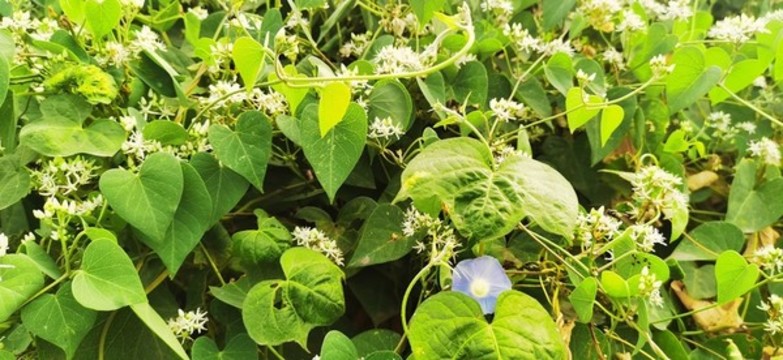 鵝絨藤和牽牛花