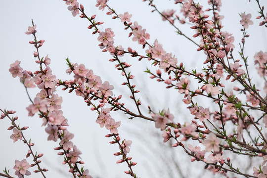 桃花