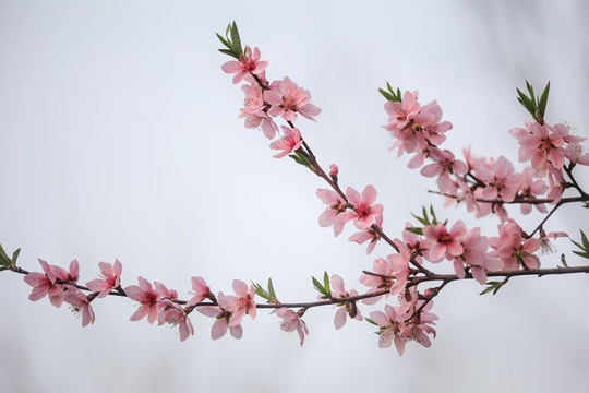 桃花