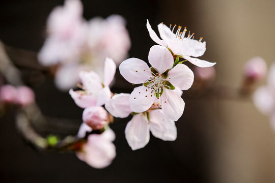 桃花