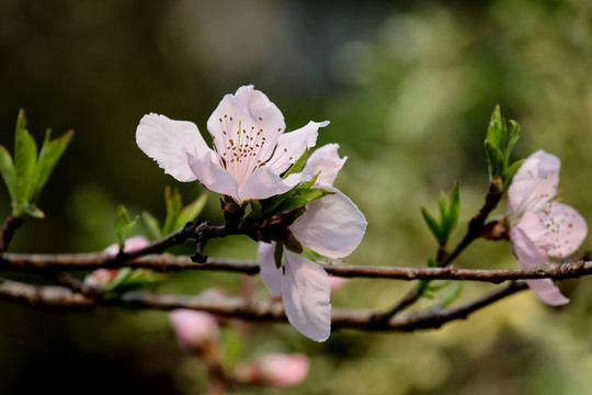 桃花