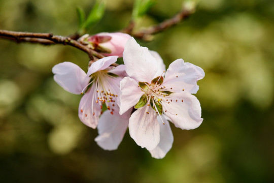 桃花