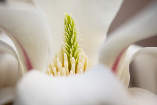 花瓣