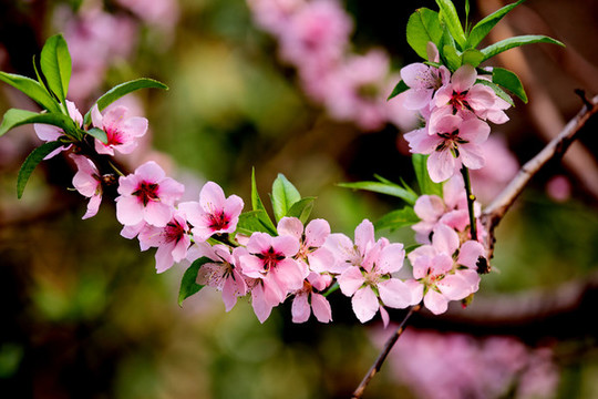 桃花