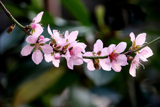 桃花