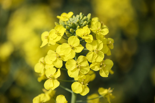 油菜花